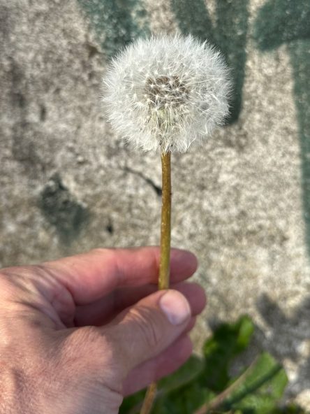 worlds-of-puppets-dandelion